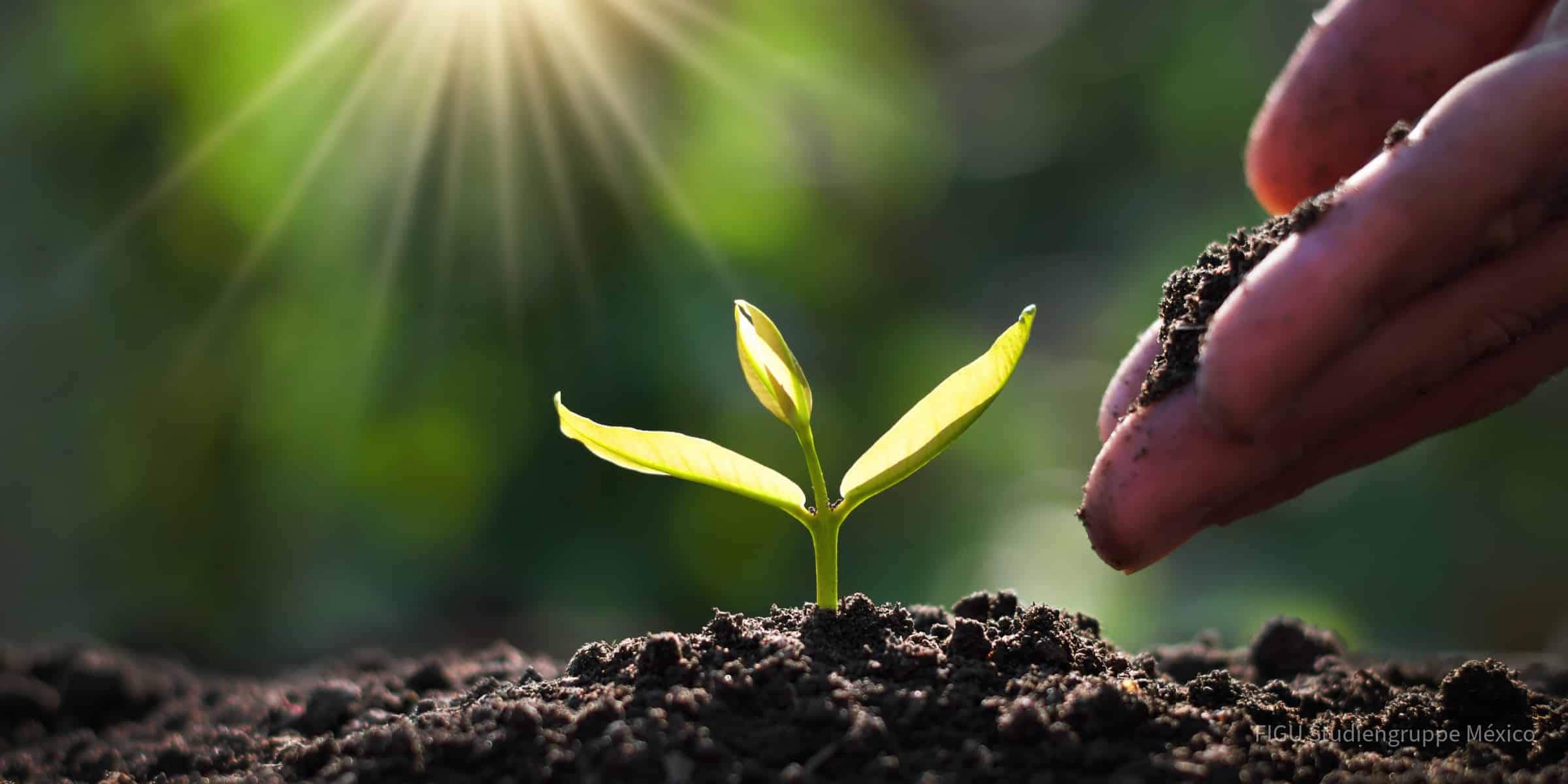 Mano plantando un brote en un jardín soleado.