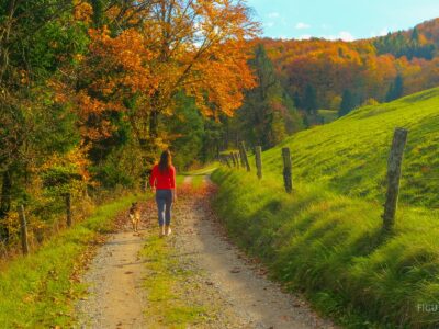 Una persona y su perro caminan por un sendero rural entre árboles.