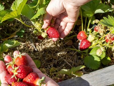 Manos cosechando fresas en un jardín.