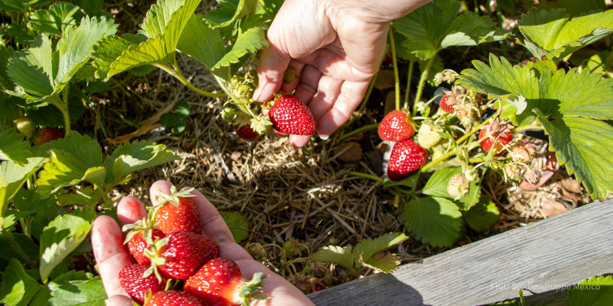 Manos cosechando fresas en un jardín.