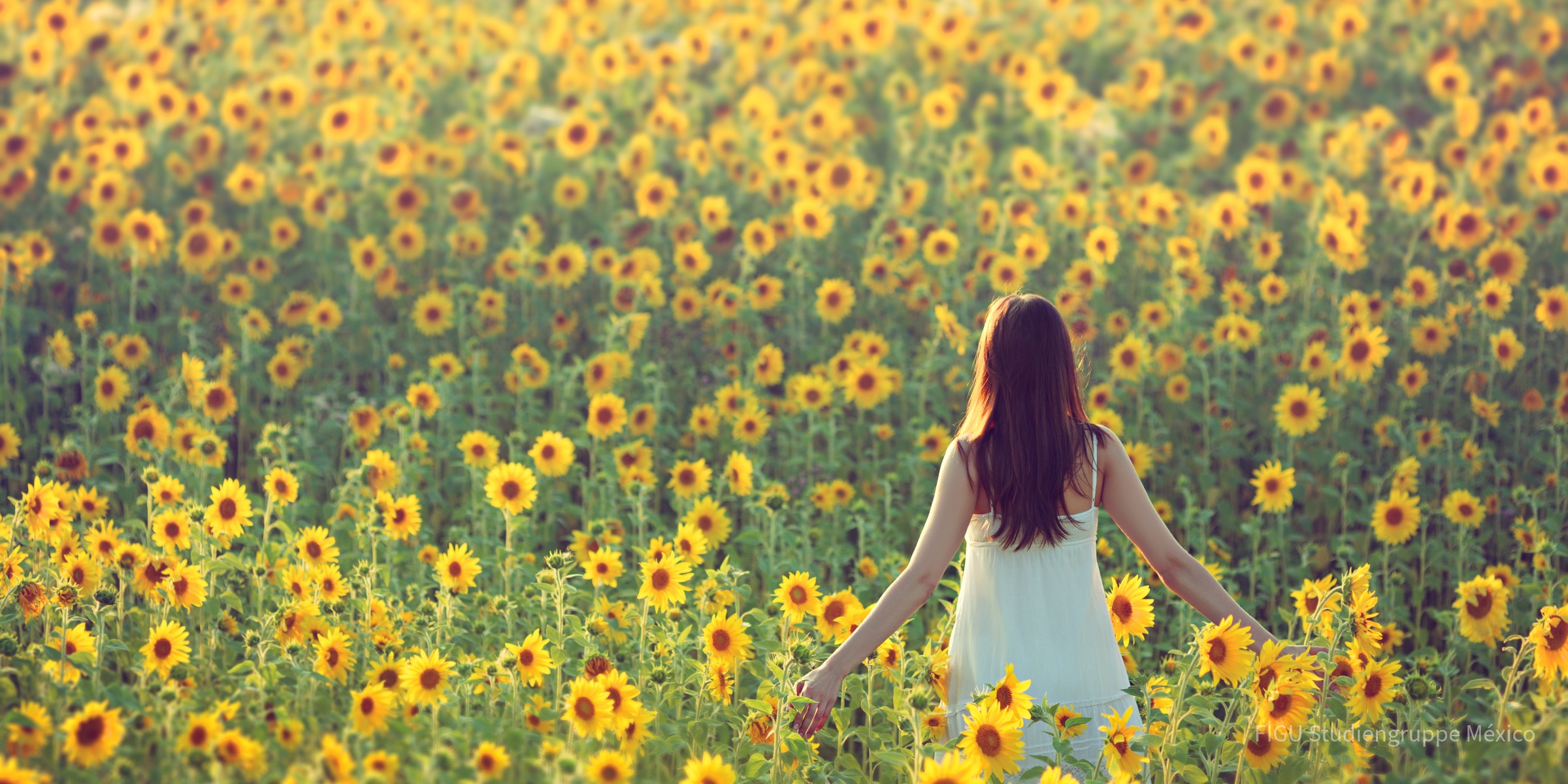 Persona entre girasoles.