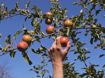 Mano alcanzando una manzana roja en la rama de un árbol.