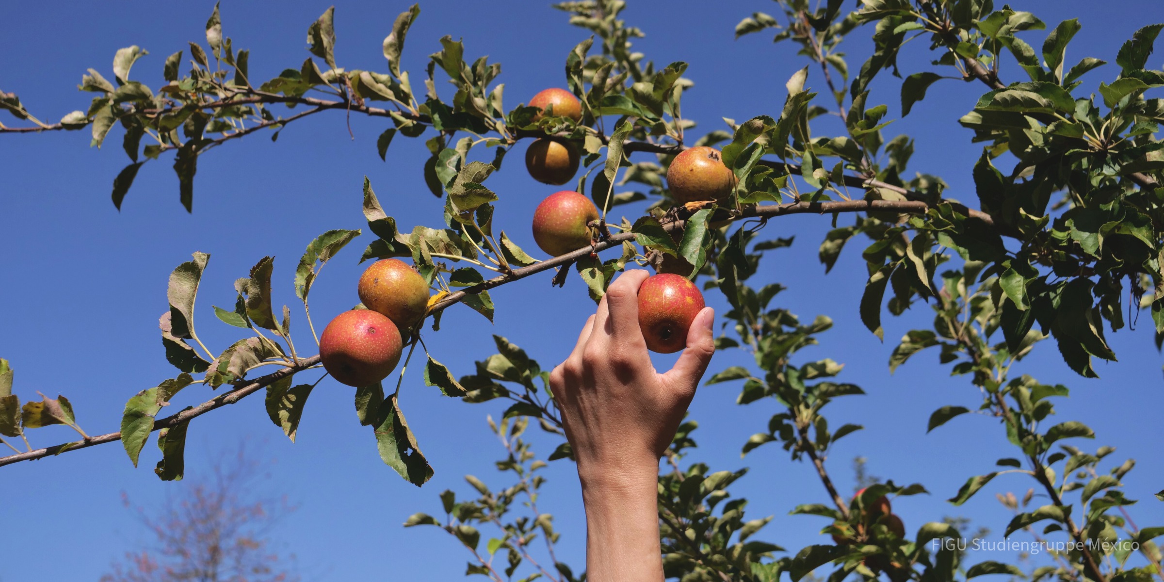 Mano alcanzando una manzana roja en la rama de un árbol.