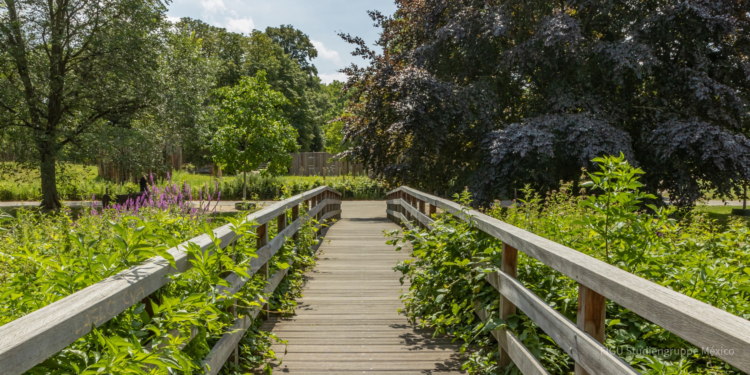Puente peatonal de madera sobre un arroyo entre árboles y vegetación.