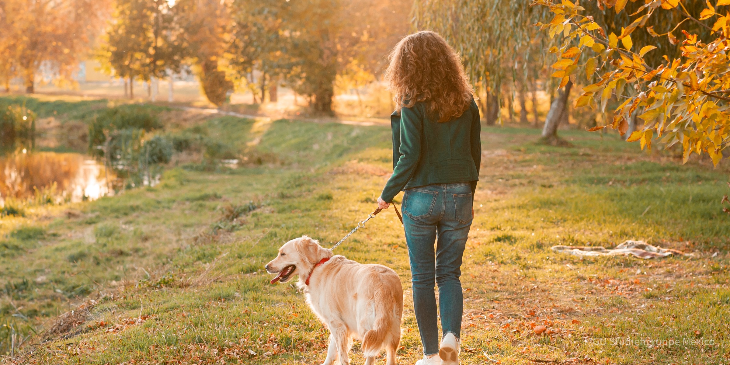 Una persona y un perro golden retriever caminan de espaldas al aire libre.