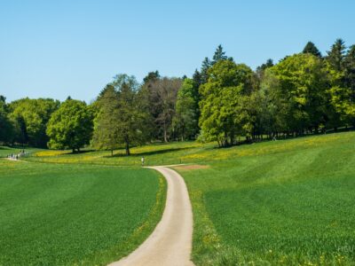 Sendero pavimentado entre una pradera con flores silvestres y un bosque.