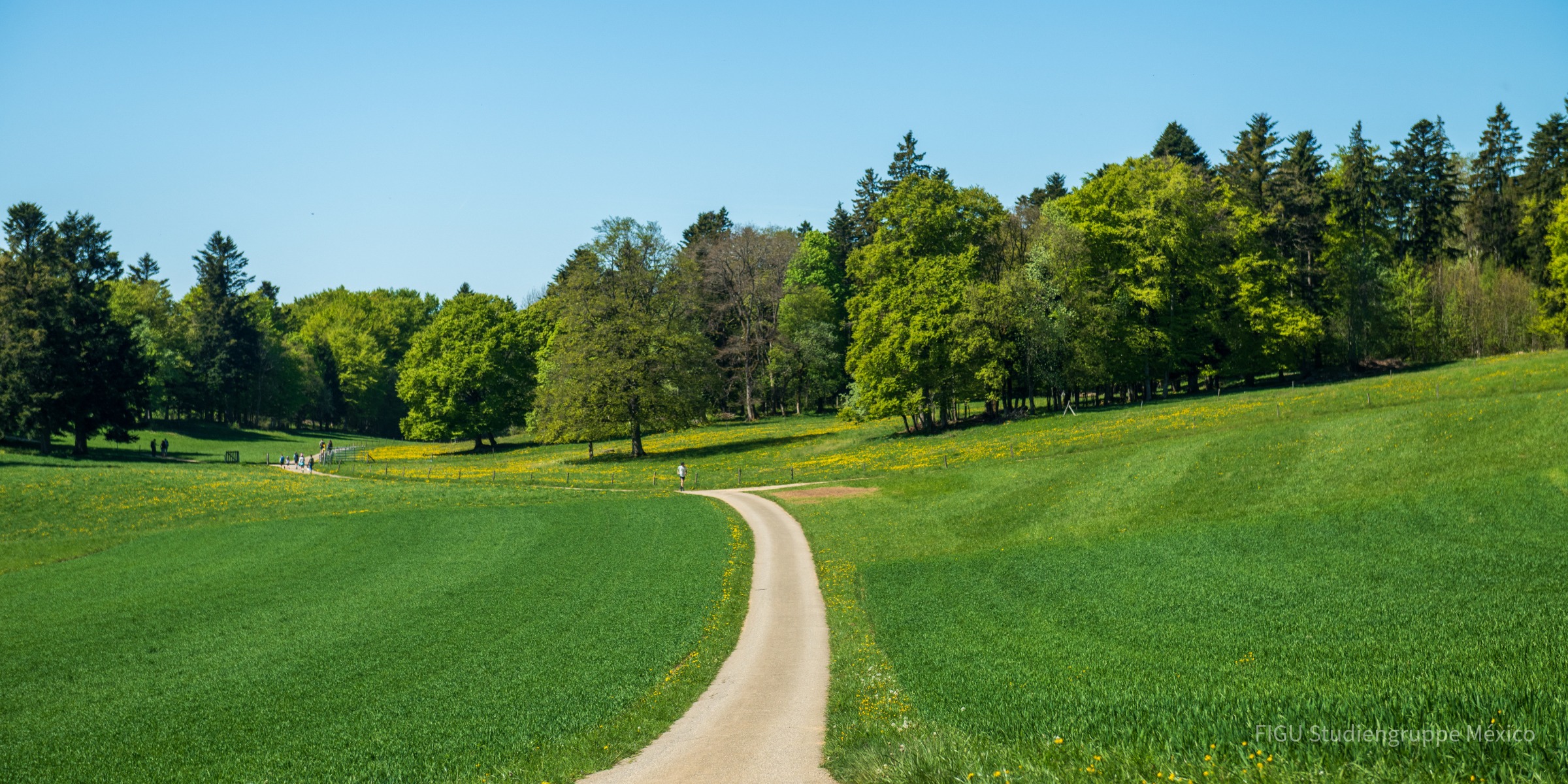 Sendero pavimentado entre una pradera con flores silvestres y un bosque.